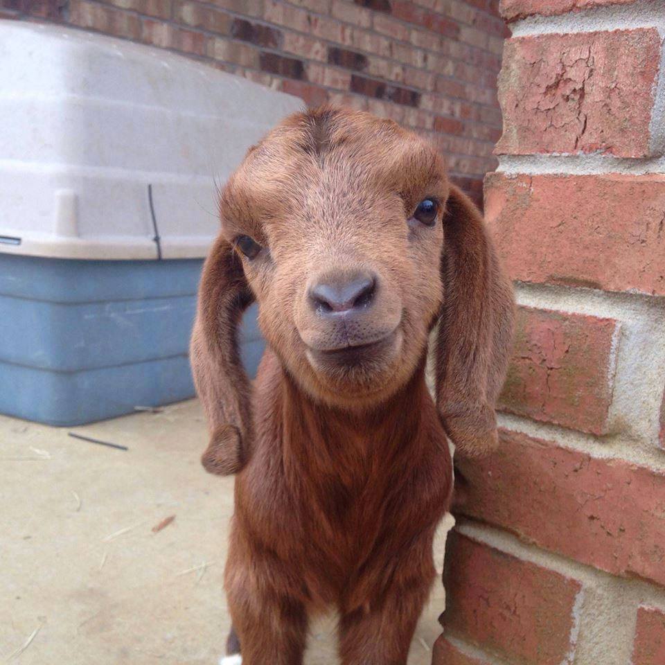 AnimalsShot's tweet photo. So nice... https://t.co/K4159RxS5J