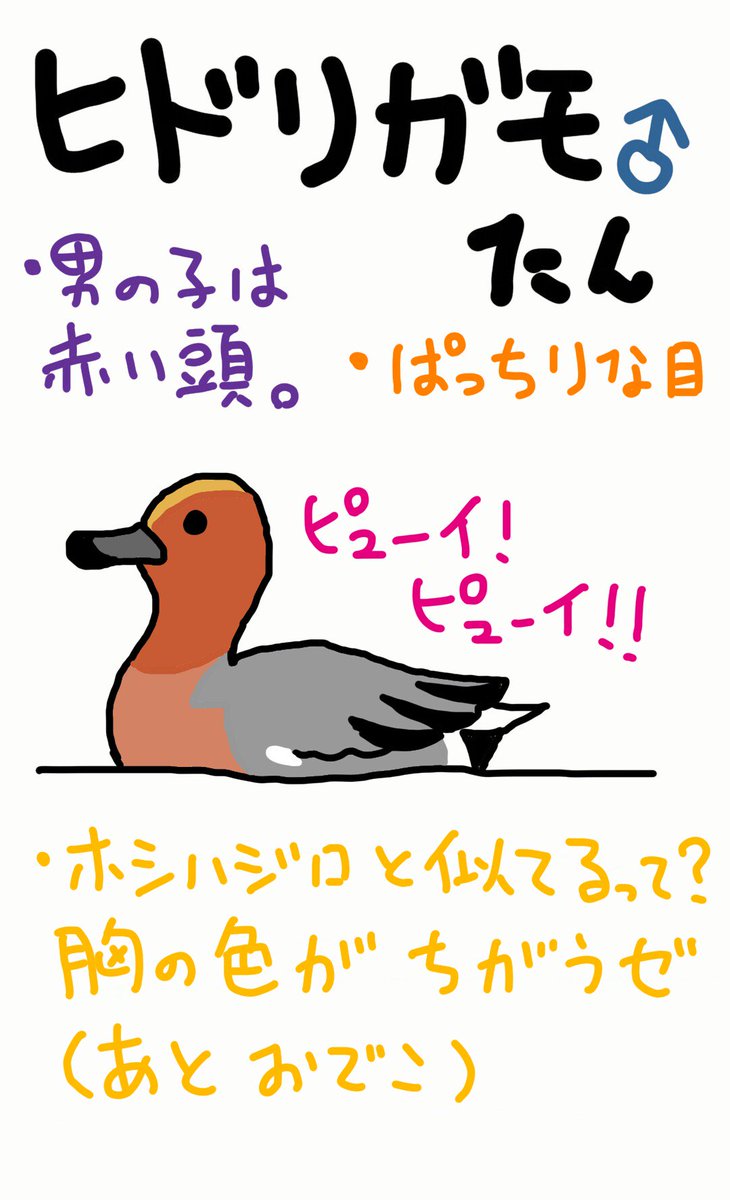 ট ইট র 江藤ぴりか 野鳥イラスト カモさんて識別難しい 都市公園の池で見かけても帰って図鑑とにらめっこ 修行が足らぬ オナガガモさんの 女の子も羽のウロコ模様がとっても素敵なんだー ｳﾌﾌ T Co Ubpunc5rzg