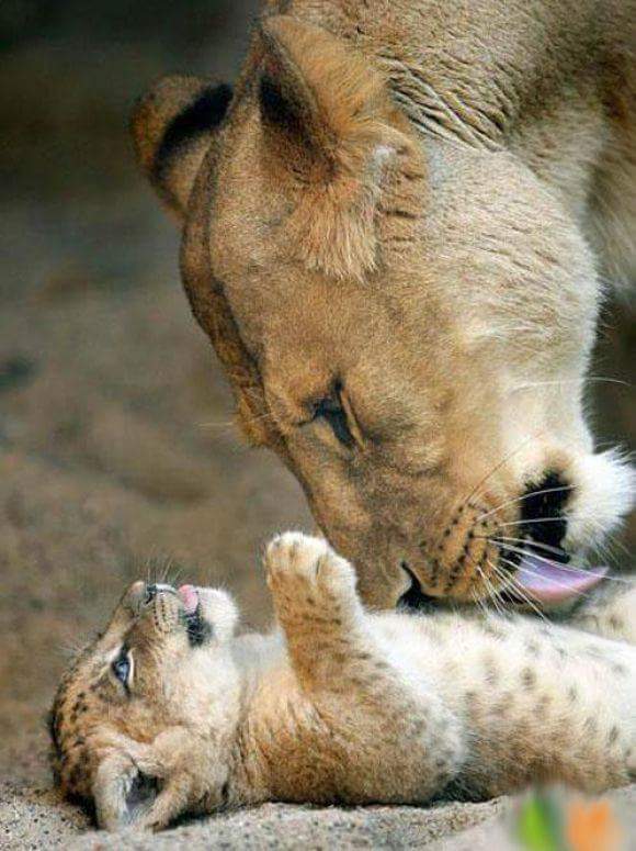 rhinosa2's tweet photo. IUCN - 10 000 African LION bagged by Hunters since 2003. Only 20 000 remain. #YouthAgainstExtinction #GMFER2016 https://t.co/MJ9l5Nmkn5
