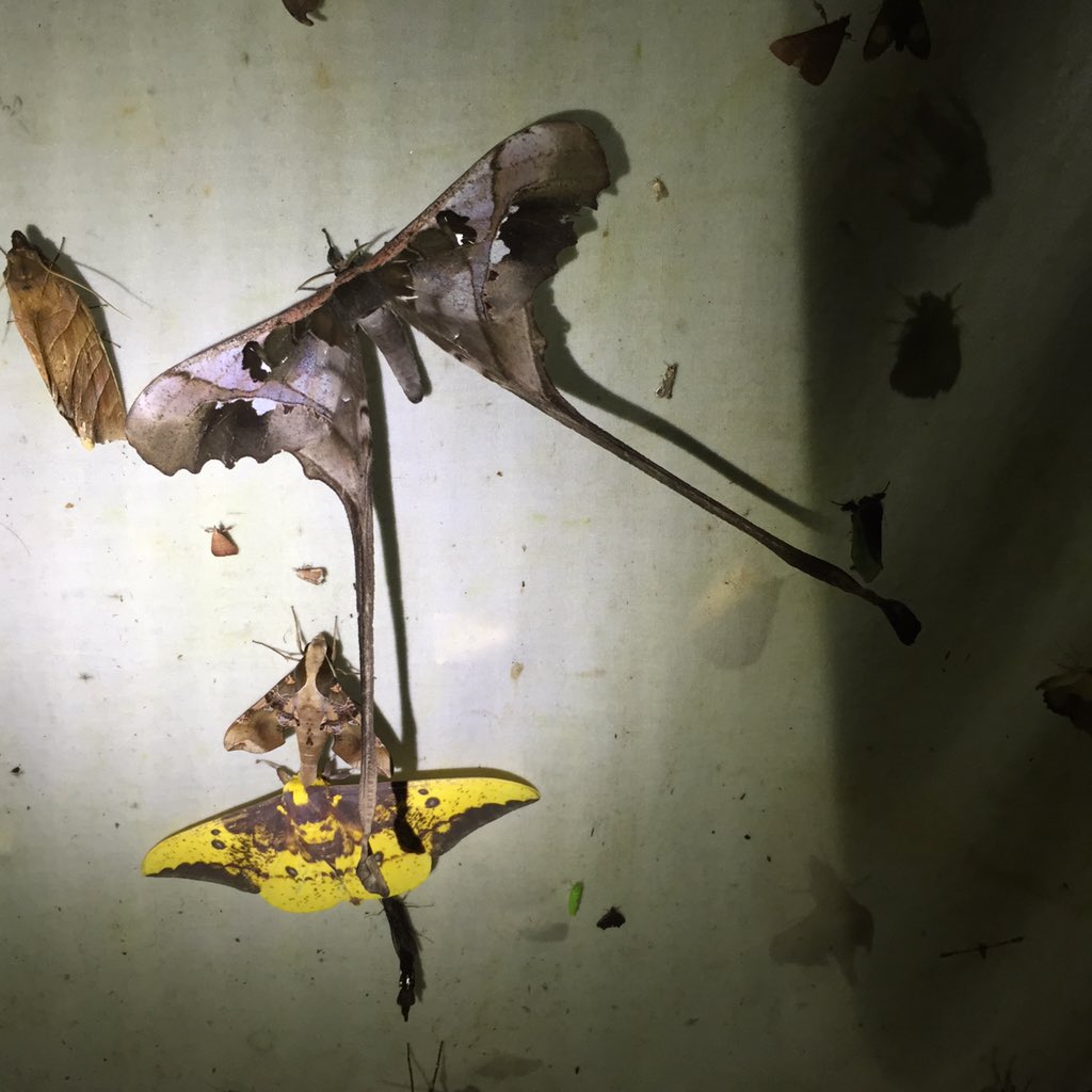 丸山宗利a K A まう山 Ar Twitter オルリー空港到着 まだ半分も来ていないとは 灯火採集に来たリボンヤママユという蛾 T Co Vqykxm1msn