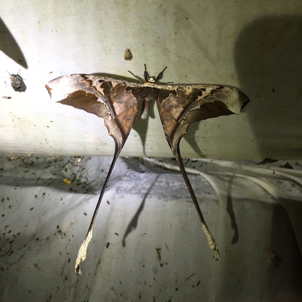 丸山宗利a K A まう山 Ar Twitter オルリー空港到着 まだ半分も来ていないとは 灯火採集に来たリボンヤママユという蛾 T Co Vqykxm1msn