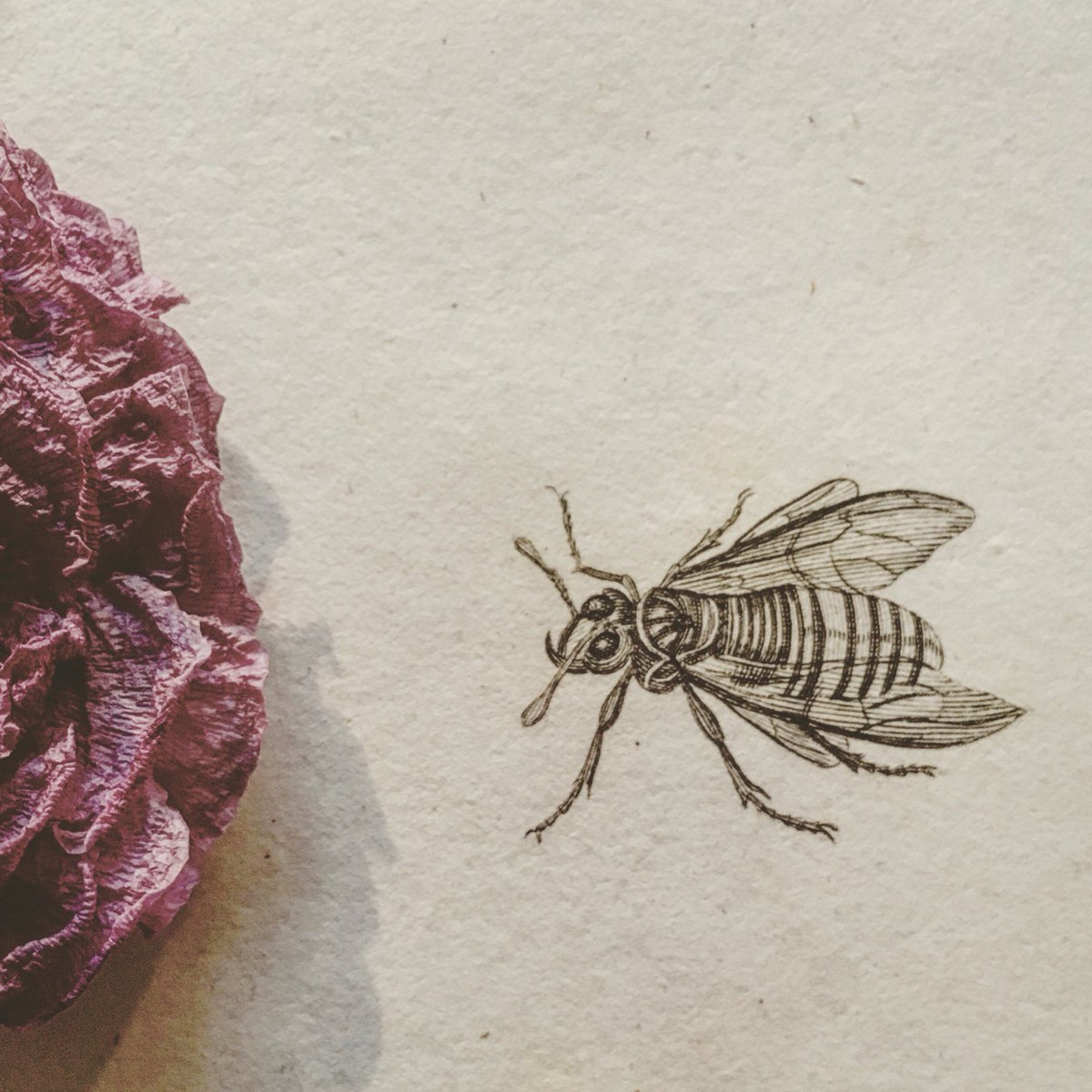 piika39's tweet photo. 19th century
etching
#piika #下北沢 #雑貨 #アンティーク #エッチング #etching #lutea #蜂 #tenthredo #1805年 #kearsley #博物画 #ドライフラワー https://t.co/jnncYVPkMj
