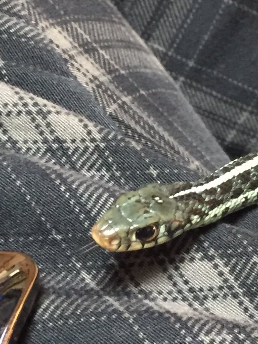 蛇さんのtwitterイラスト検索結果 古い順