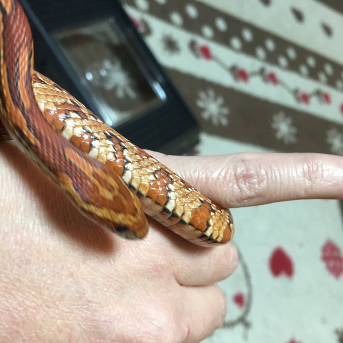 蛇さんのtwitterイラスト検索結果 古い順