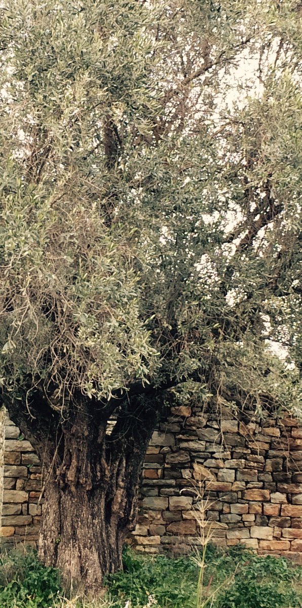 Efthimios Christakis tweet media