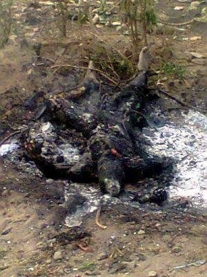 mikkeyrokko's tweet photo. @fhollande Nigeria forces burnt grass to cover evidence of mass killing by the Biafians people. #FreeBiafra. https://t.co/qLSHXB3v02