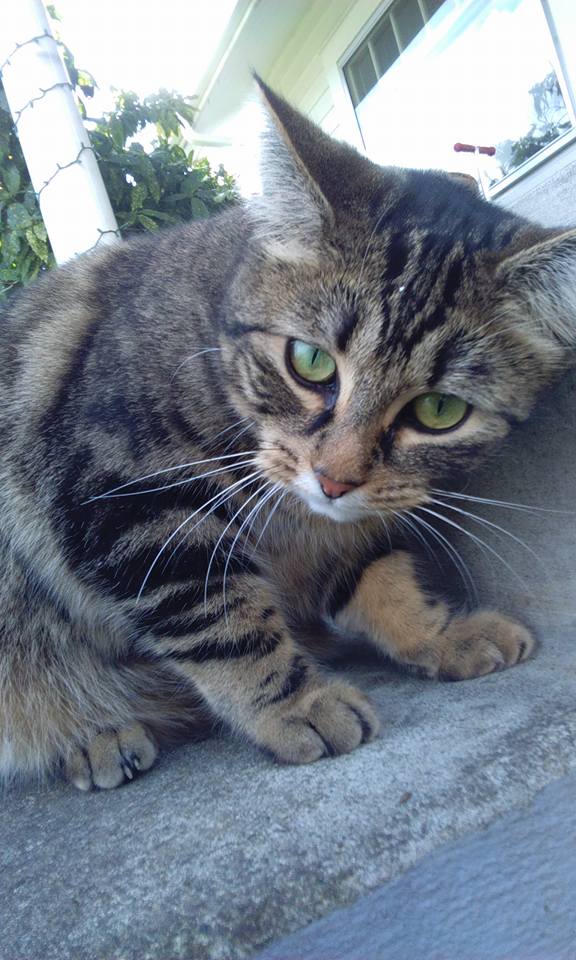 It's been a while since my last tweet, but here is a kitty I met last week when I was out delivering mail ^-^