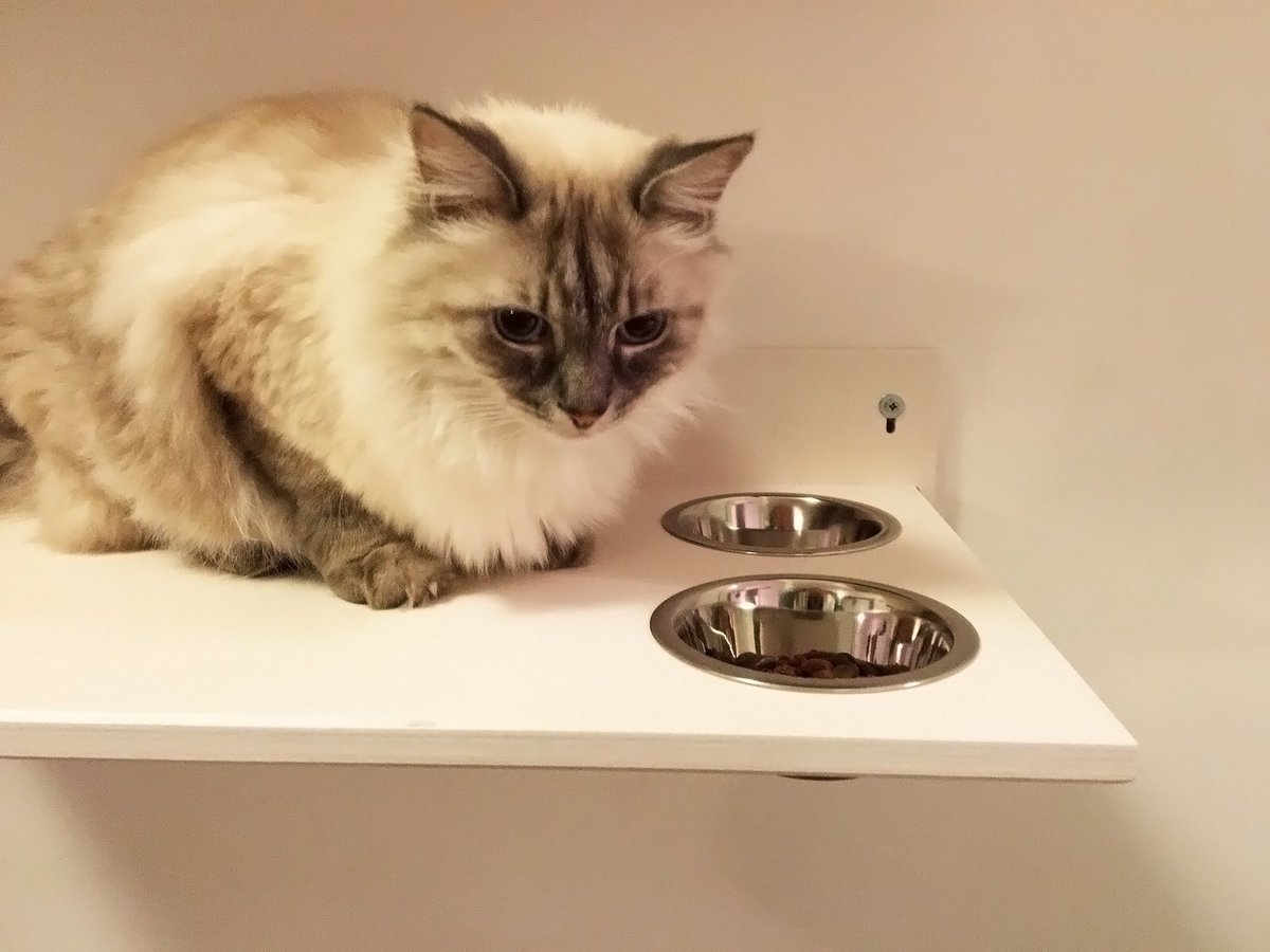AthletiCatShop's tweet photo. Our #shelf with #bowls for #cats in a very elegant white dress. Spartaco matches the color :D #furniture4cats https://t.co/ysudMwQGoR