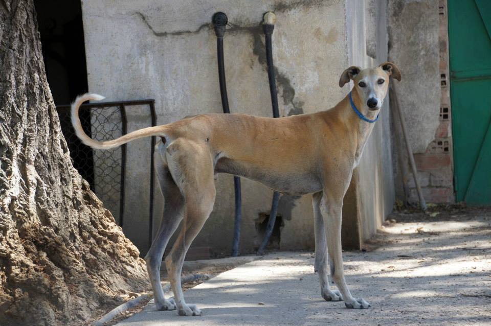 BrcknerJ's tweet photo. In Spain,Portugal etc, hunting dogs R nothing else than a hunting tool https://t.co/uBocXX1DwN #StopGreyhoundTorture https://t.co/N9v1yrJqnw