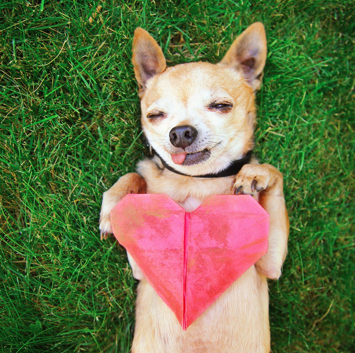 SpringForestNC's tweet image. How are you showing the love to your furry friend this month? Stop by for a special treat for you dog or cat!