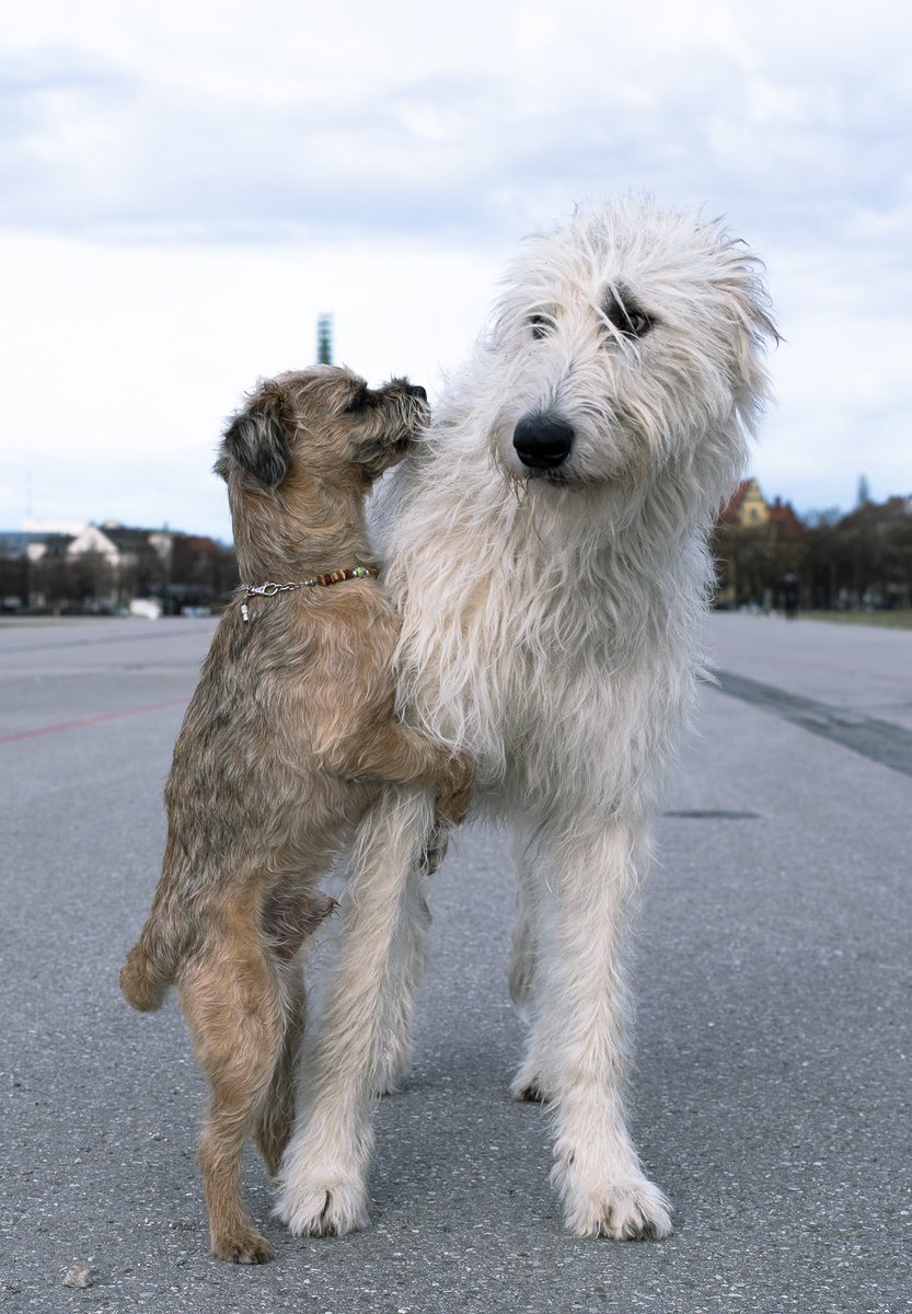 tfddogs's tweet photo. morning hugs. #BTPosse #dogsoftwitter https://t.co/DbM6Sz4r7c