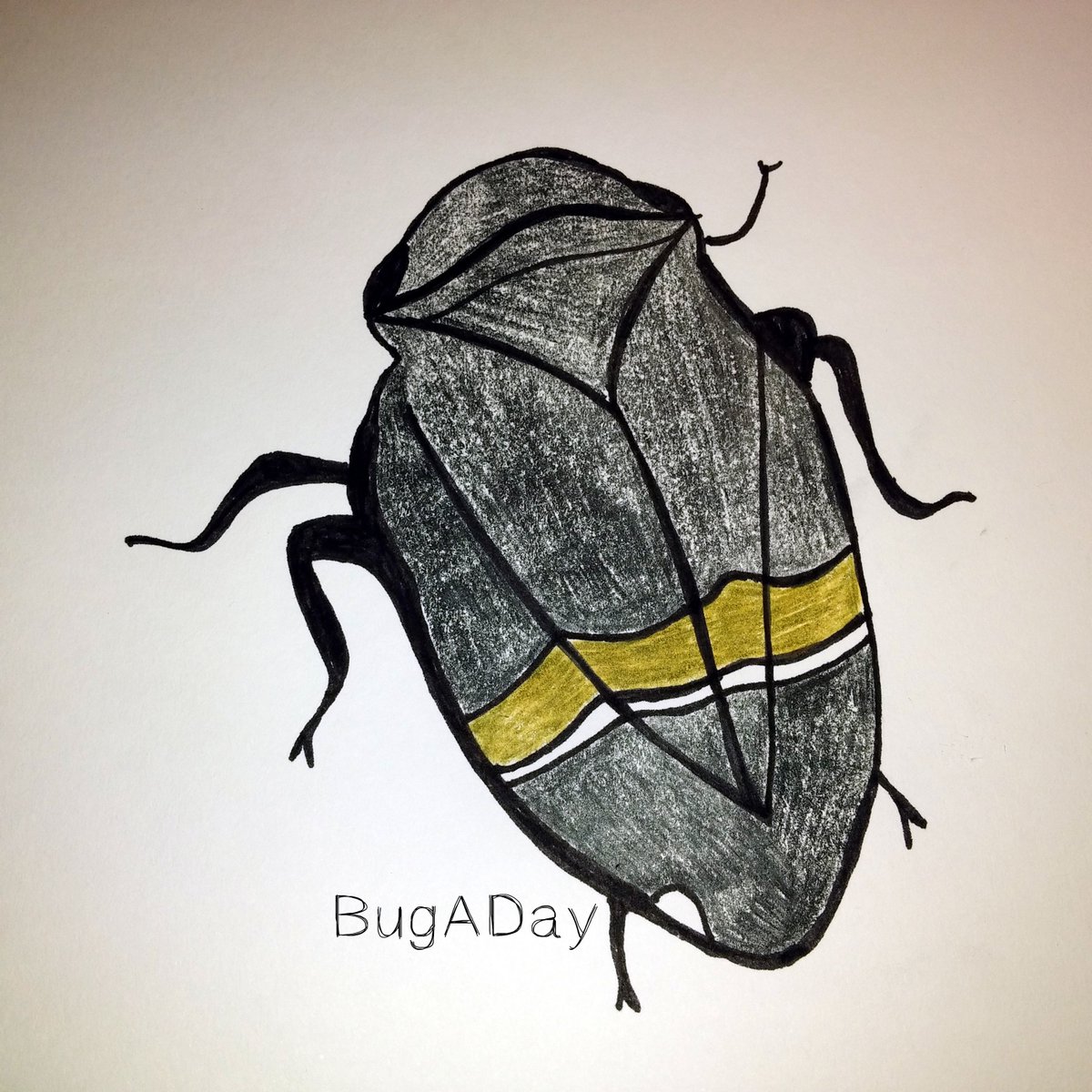 pencil_roll's tweet image. BugADay: The Gumtree Hopper is found almost exclusively on gum trees.
#BugADay #insects #drawing #nature #sketches…
