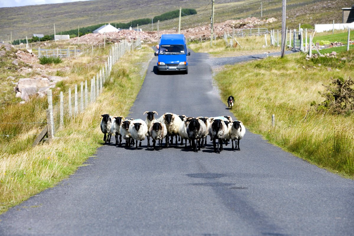 Irlandando's tweet photo. Una situazione capitata a molti viaggiando per le brughiere irlandesi!
https://t.co/0PXtYZgsBs https://t.co/6GJZY26xr1