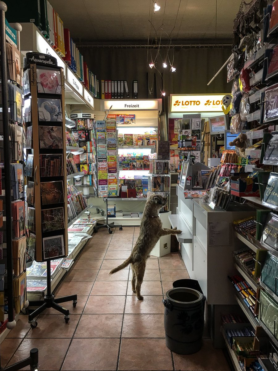 tfddogs's tweet photo. news&amp;treats.#BTPosse #dogsoftwitter https://t.co/NDCnXzrgmo