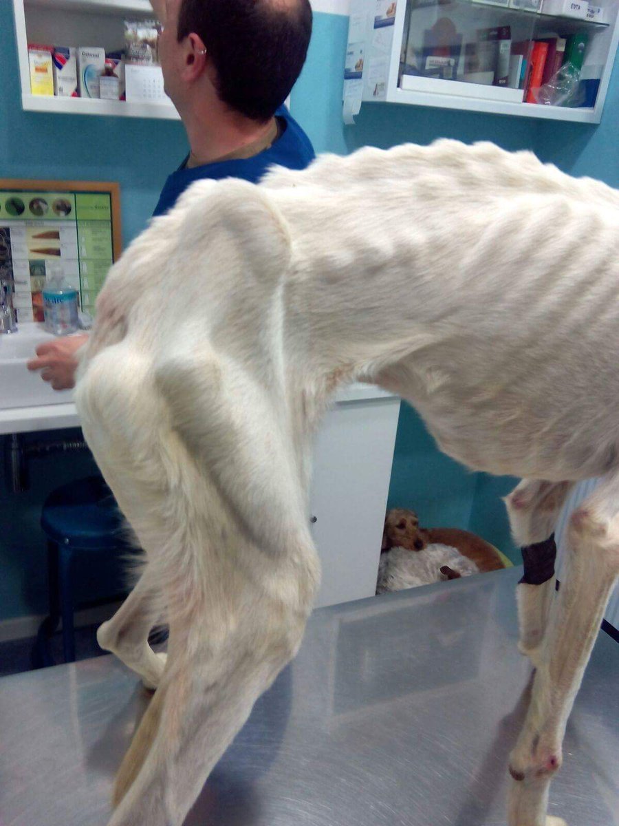 Fb Patri Zalvo Paco
No hay duda, los cazadores adorais a vuestros perros. Nico Estilizado y ligero como el viento 😟