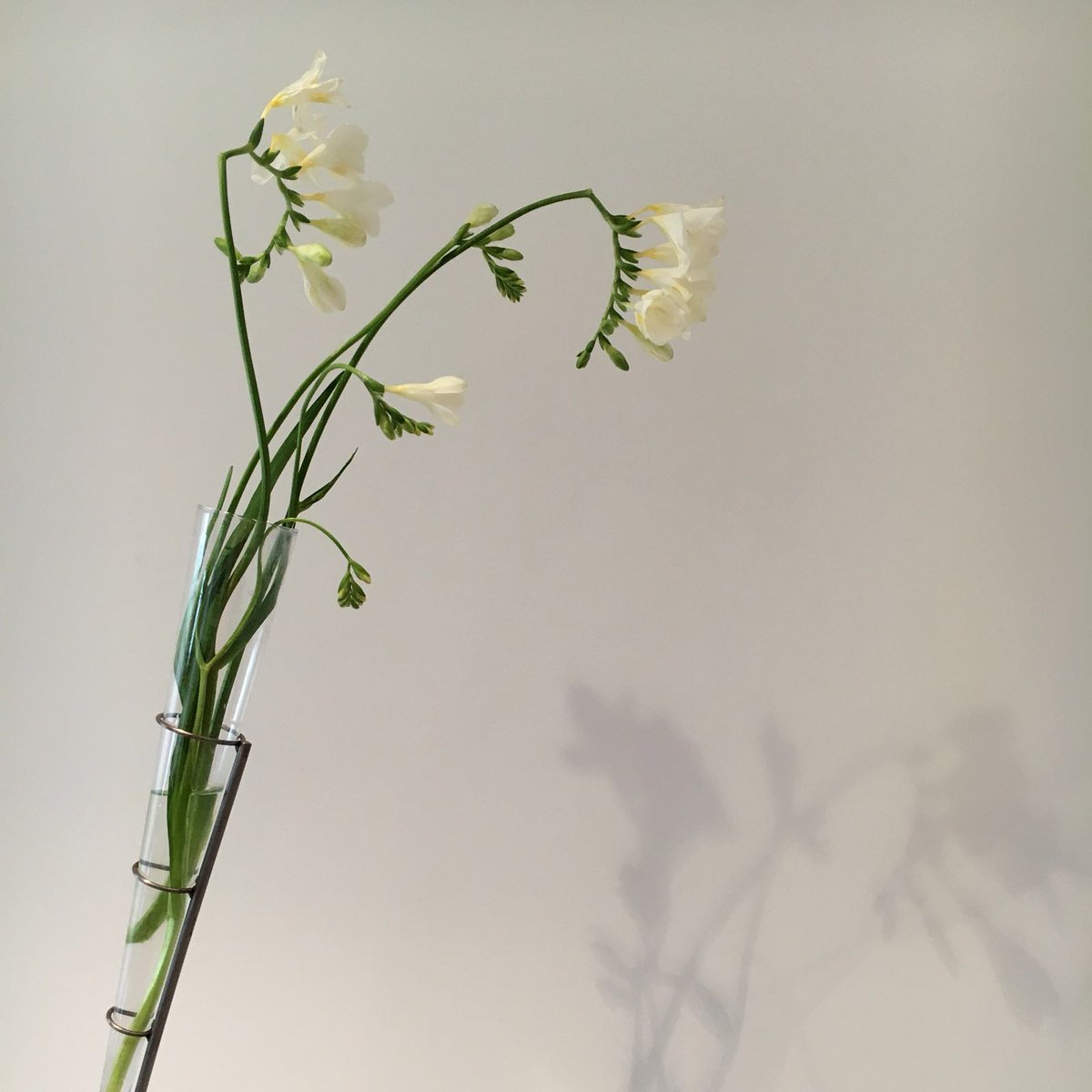 pots esperar que sigui sant Valentí, o no