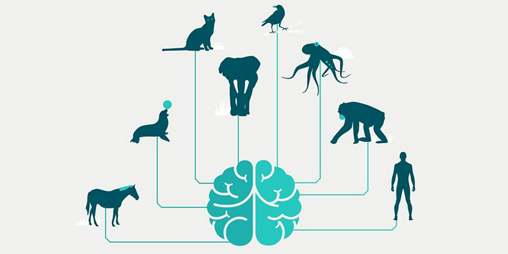BBCiWonder's tweet photo. They say an elephant never forgets. How does your brain compare to the animal world's? https://t.co/QC2bEjxW6Z https://t.co/HEyISe7eyq