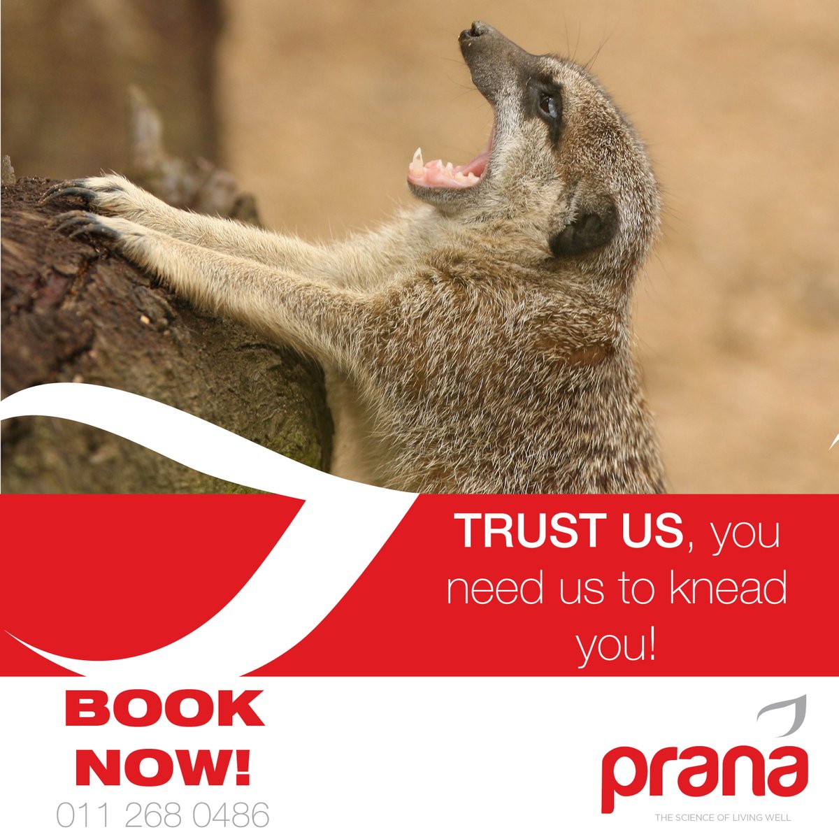 PranaCoSA's tweet photo. Trust us, you need us to knead you, call us now to book on 011 268 0486. #PranaPreen https://t.co/b9ace6hoIN
