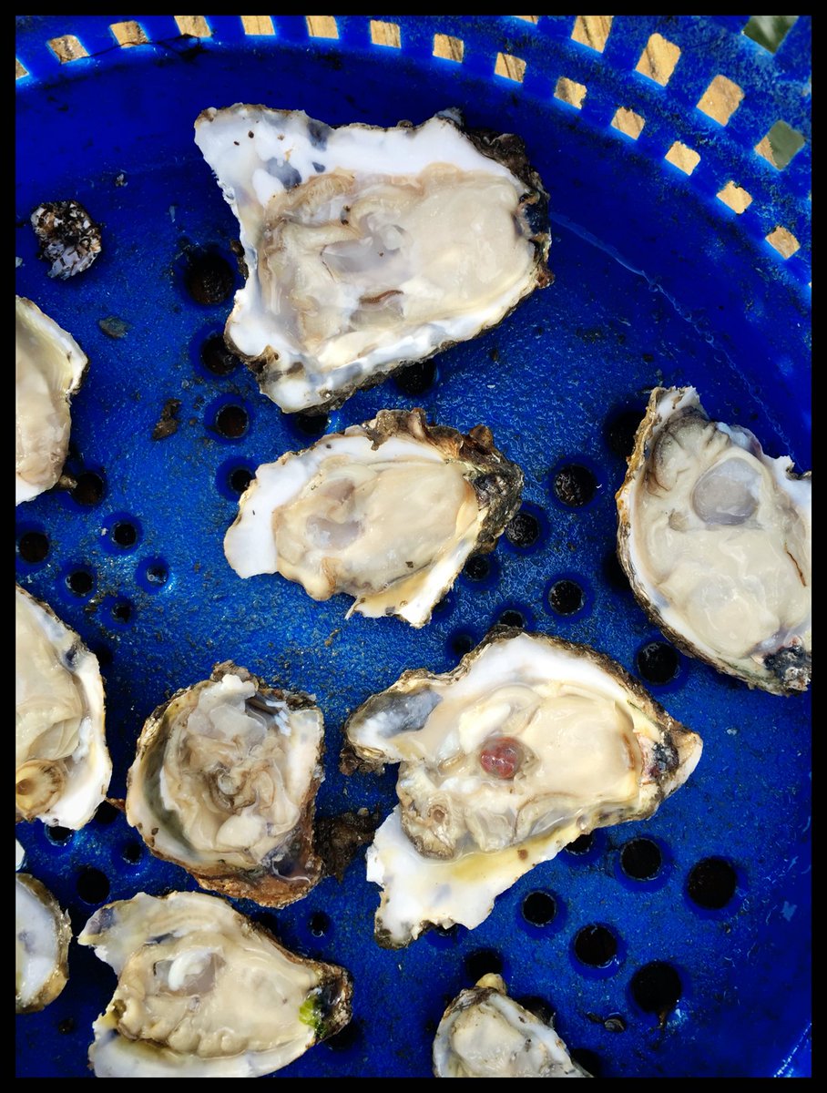 LynnhavenOyster's tweet photo. Broken bills, reject #oysters #QualityControl Can't sell em so had to eatem! #CrewShare #merroir #VaOysterTrail https://t.co/dRSYG5V43C