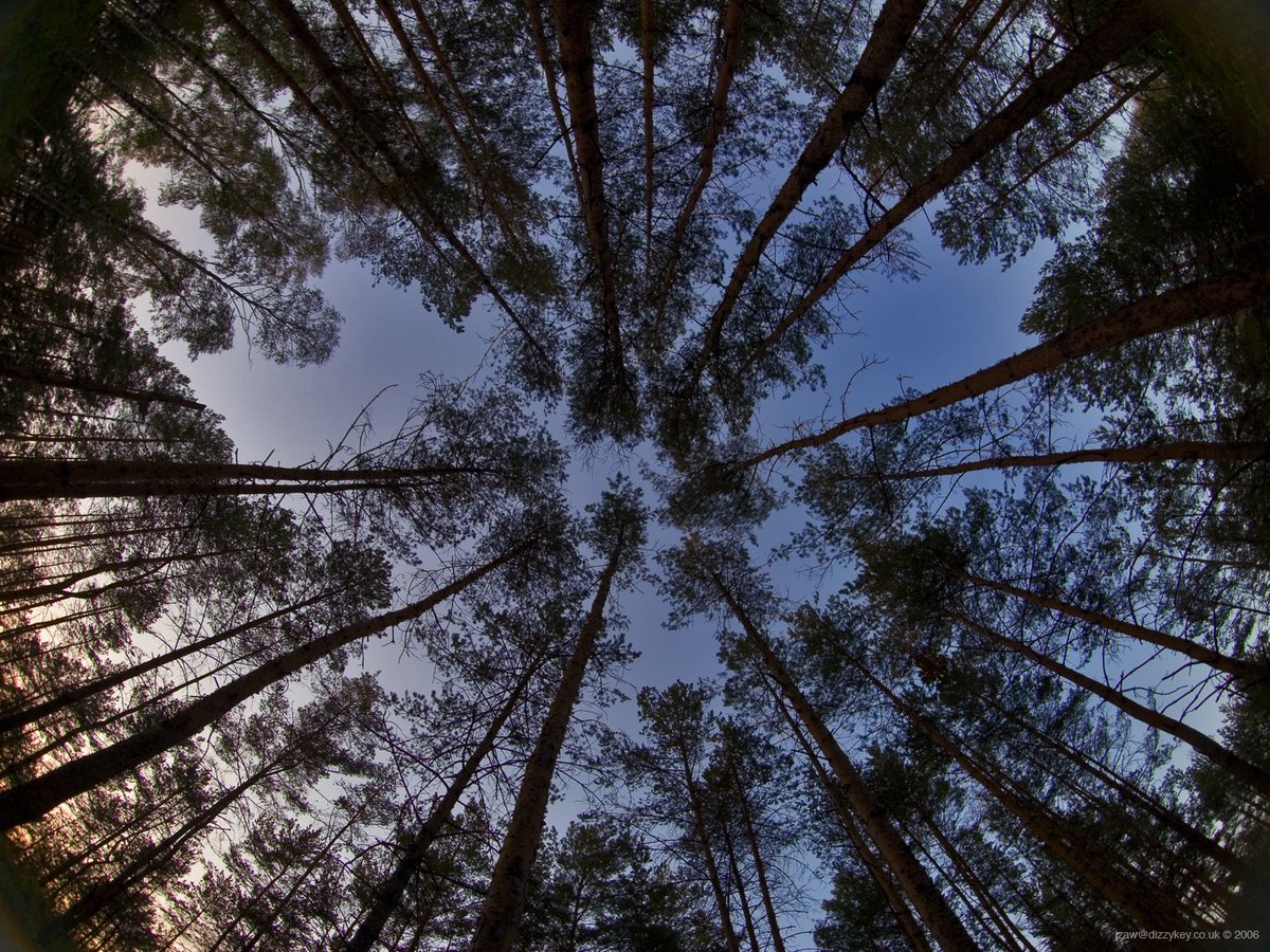 JhonnyBushcraft's tweet photo. Recuerda que si t pierdes en el bosque, es mejr acampar en claros y zonas sin árboles. Así podrán localizarte mejor. https://t.co/VZRC7GHs3F