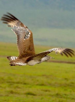 ThakaduCamp's tweet photo. Birdwatching in Madikwe Game Reserve, we offers game drives with professional &amp; informative rangers @MandzBotha https://t.co/jaAFz97LAg