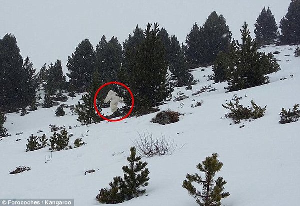 hangoutonhols's tweet image. Ski resort on alert after skier claimed to have spotted 'strange animal' roaming slopes - travelmole.com/news_feature.p…