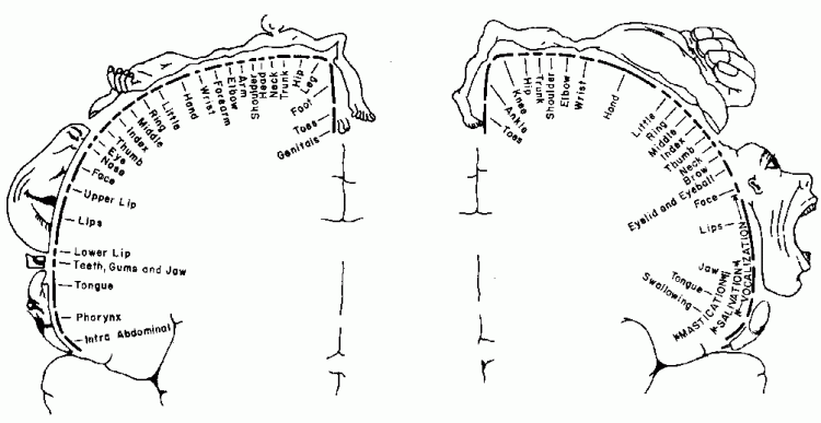 mocost's tweet photo. Did you know: The well-known homunculus diagram was actually drawn by Penfield's secretary https://t.co/QsiBiznnRR https://t.co/LtAwJ99yAo