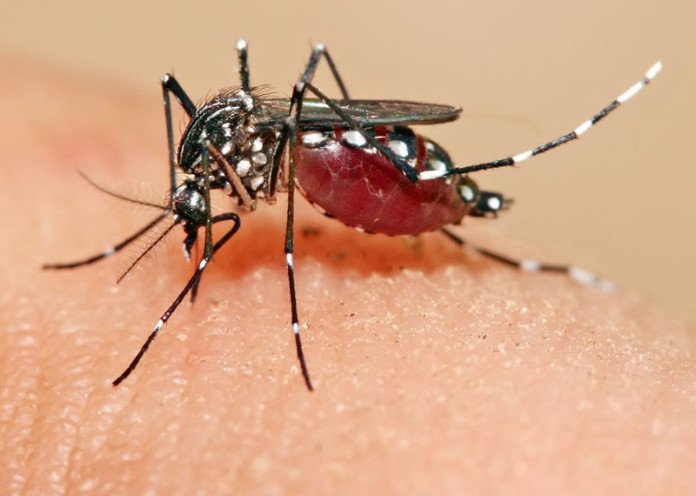 HealthSpectra's tweet photo. #British team say they have a remedy for the #ZikaVirus – #Oxitech’s technology
https://t.co/xwblfunCAG https://t.co/aXdz0SlJO0