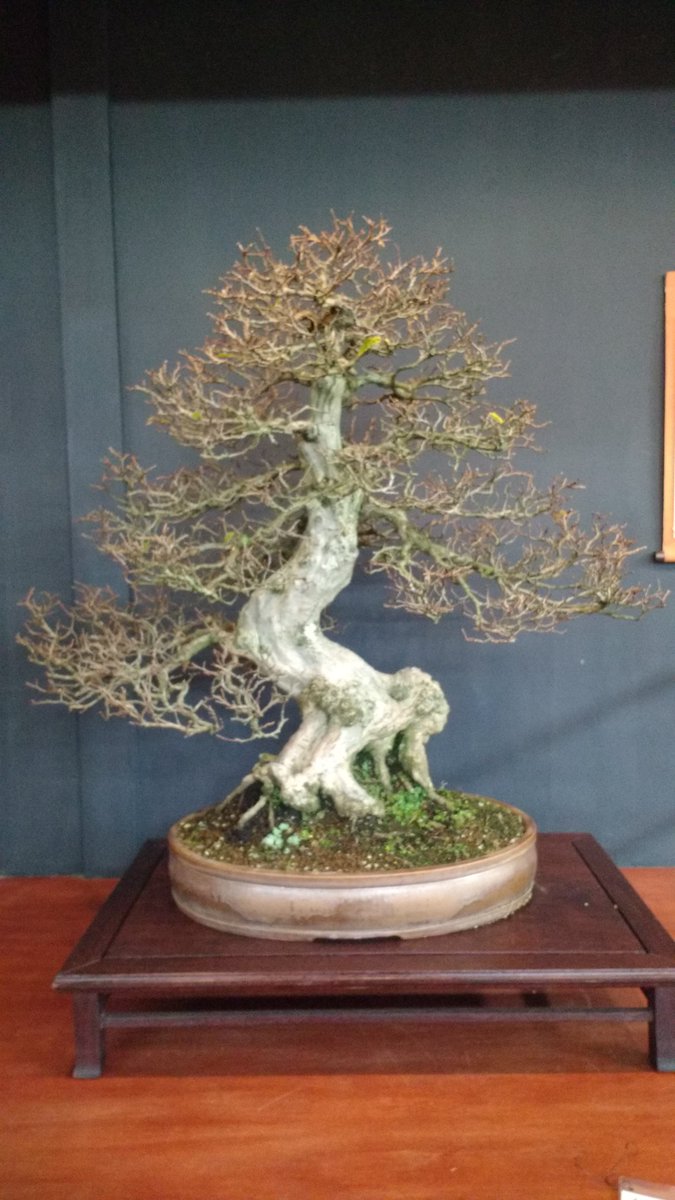 bonsaitj's tweet photo. Last #bonsai for #winterprunning are coming along like this #carpinus https://t.co/QWtSXF5RC8