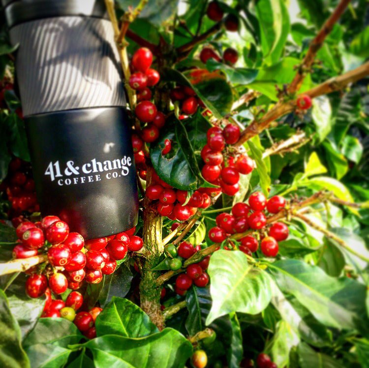 41ChangeCoffee's tweet photo. Morning @lafincavidajoven - coffee cherries ready for harvest.
#wheresmycoffee
#younglifecoffee https://t.co/6M24qly4s5