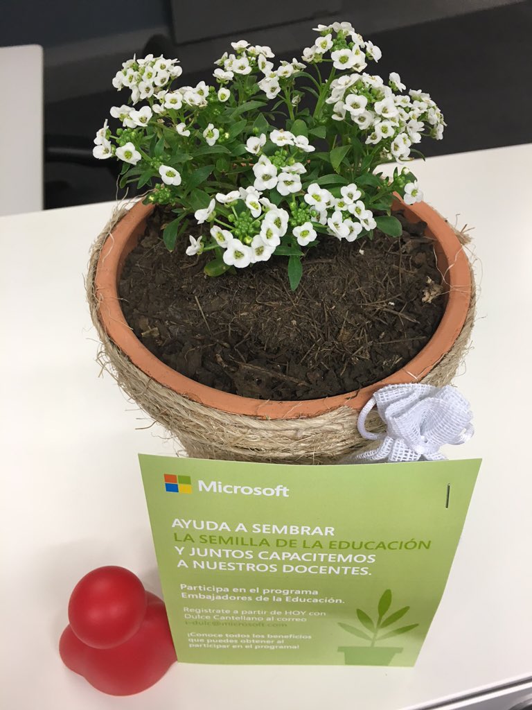 fabiolauribep's tweet photo. Beautiful flowers for every MX Microsoft Employee! We are Education Ambassadors 😊 #MicrosoftLife #MicrosoftLATAM https://t.co/4jPeGYsTE1