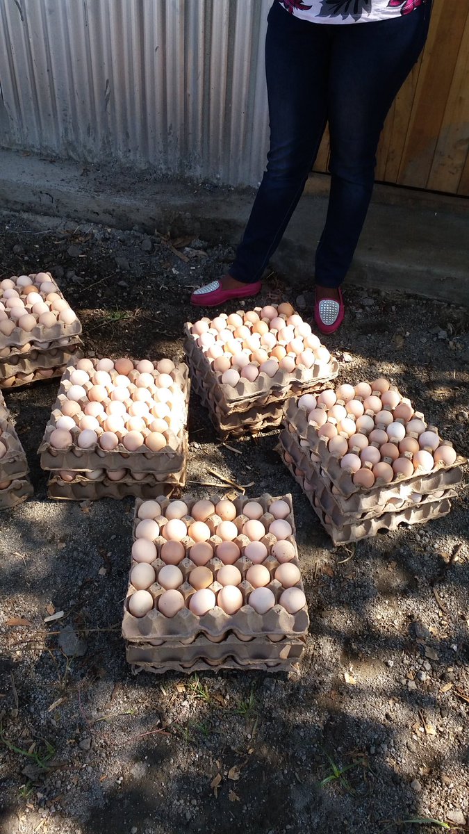 Fresh eggs from the farm. For your order contact: 0726470140 or 0721153509