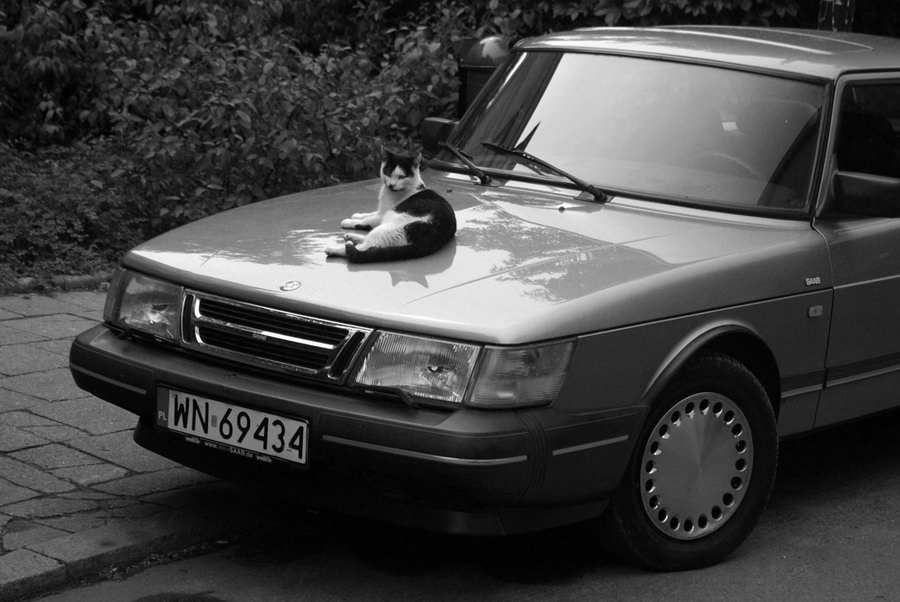 saab95man's tweet photo. I had to put my cat down today.
Gunnar Mazuch 2001-2016
One last ride in the #saab @Cats #deadcat #kittyfails https://t.co/LnUOYwlmlW