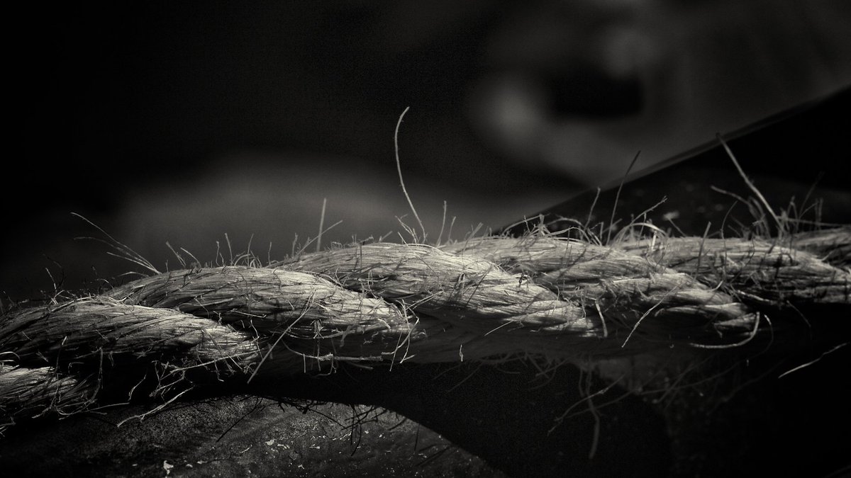 AmazingTracks's tweet image. Let's find a good tree.

Carpenter Brut - Hang'em All. youtube.com/watch?v=JXtujx…