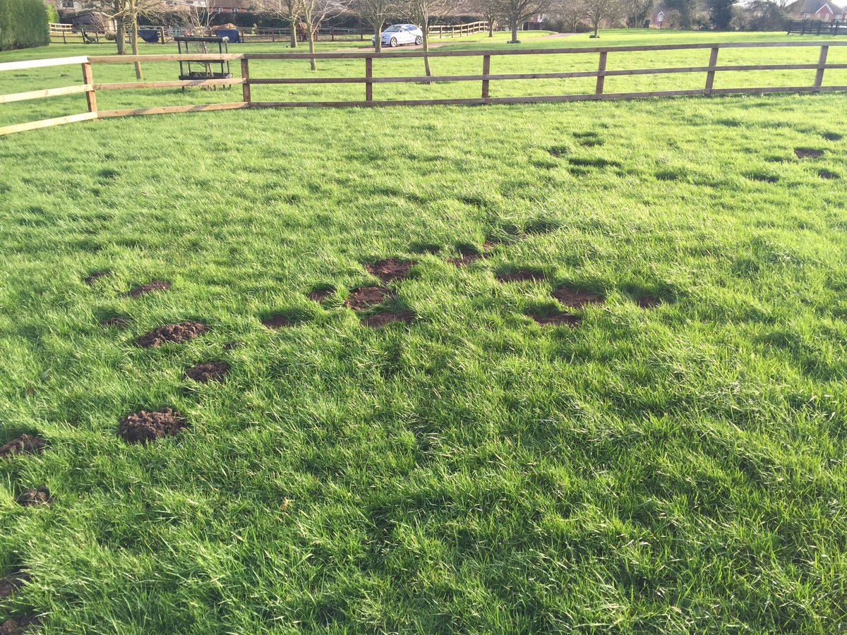 MissCEH15's tweet photo. Someone please come and kill this bloody mole!!! 🔫🔫🔫🔫🔫🔫😡 #moleproblems #mole https://t.co/AaAF7SkcPq
