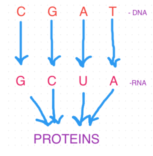 16arnaud4157's tweet photo. https://t.co/7RXQyk0lKa #bioASFM #biology #genetics https://t.co/TjYhHFABp7