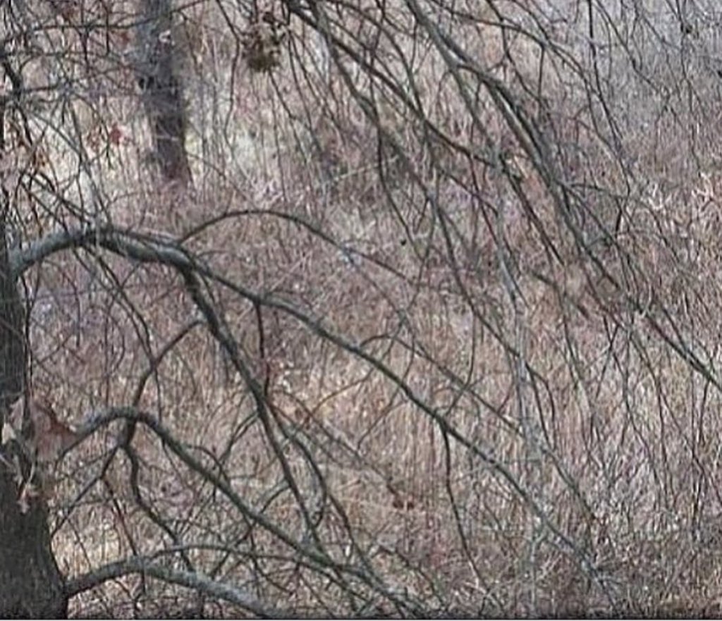 LockJawzStands's tweet photo. Can you guys spot the buck? https://t.co/pSdH0jwgyv