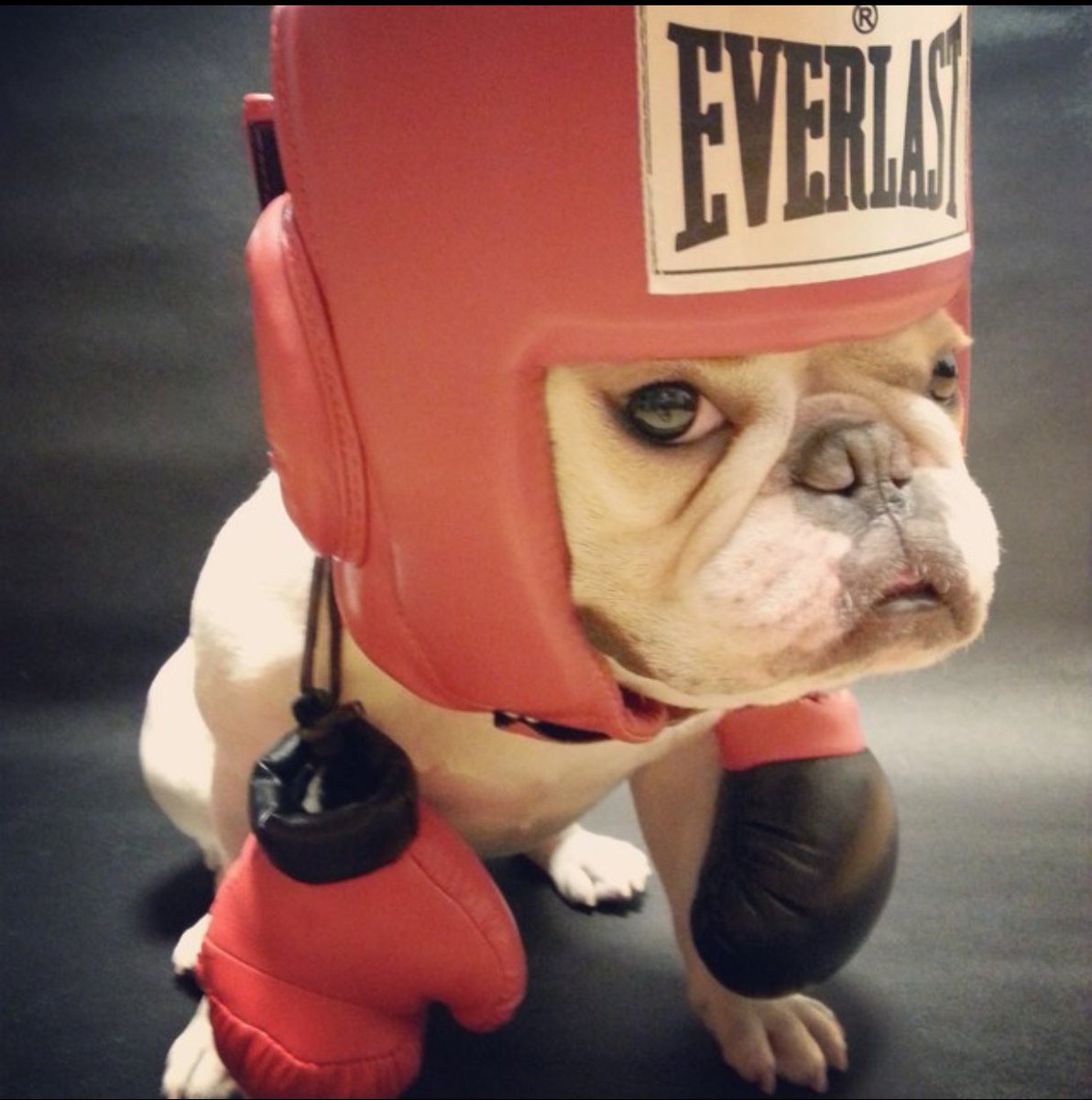 trac_dog tweet picture