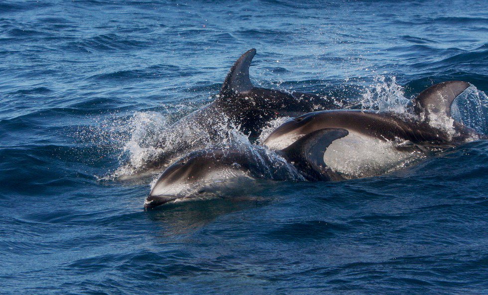 dodo's tweet photo. Dart the Dolphin spent most of his short life in a tank #EmptyTheTanks #SeaWorld https://t.co/LiSvzt9TzL https://t.co/RSmfPeoNeH
