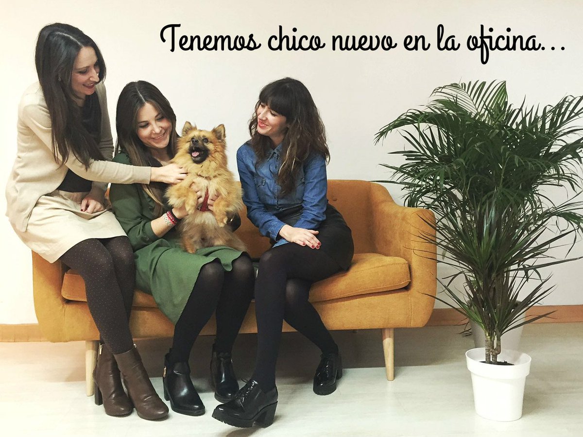 HaikuCom's tweet photo. El equipo Haiku crece. Tenemos chico nuevo en la oficina, se llama León y es divino. Gracias por la foto @InesGarp ! https://t.co/Iovg2yLCz8