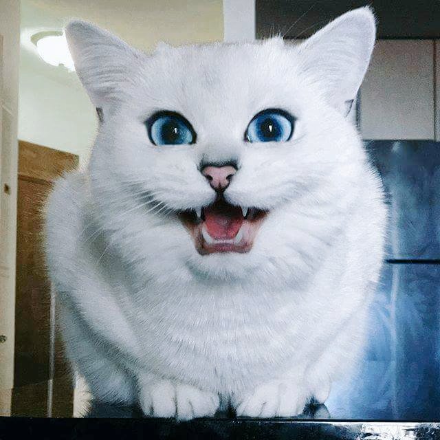 libyamode39's tweet photo. My cat 😍😍 https://t.co/GtBRAua5Ls