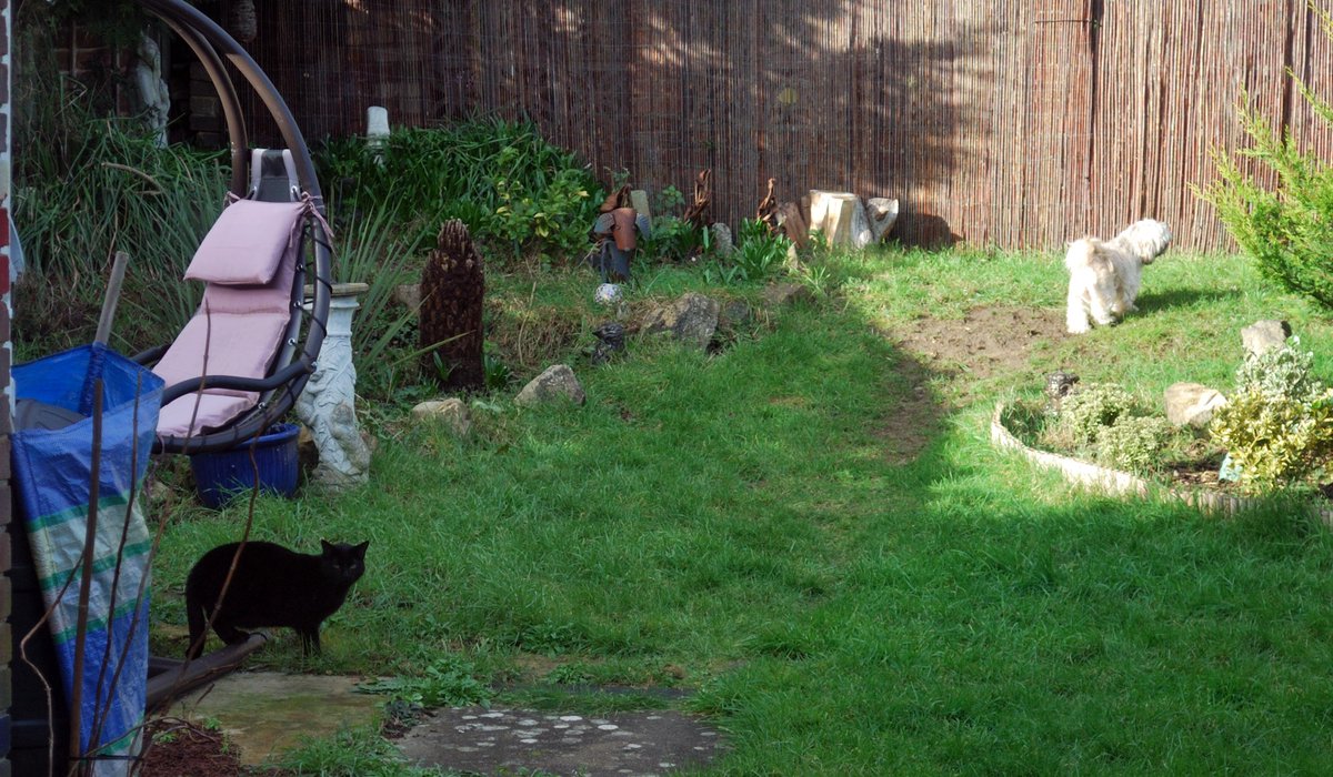 LilTheCat1's tweet photo. Lil's Catworld: I Can't Turn My Back For A Second https://t.co/WQHoNJLINt #NotEvenForASecond #Catworld https://t.co/iF7SpY6gtZ