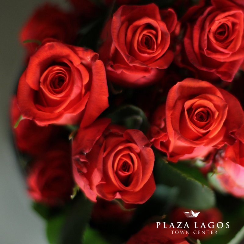 PlazaLagos's tweet photo. ¡Ya se acerca #SanValentín y en #StudioFlora encontrarás regalos y promociones para sorprender, te esperamos! https://t.co/9WXE65ehJR