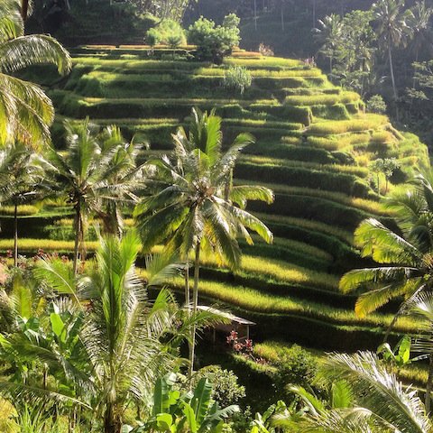 Travelmath's tweet photo. 5 Things to Do in Bali https://t.co/NnDoUQN6hl @indtravel https://t.co/cWOUvqawKj