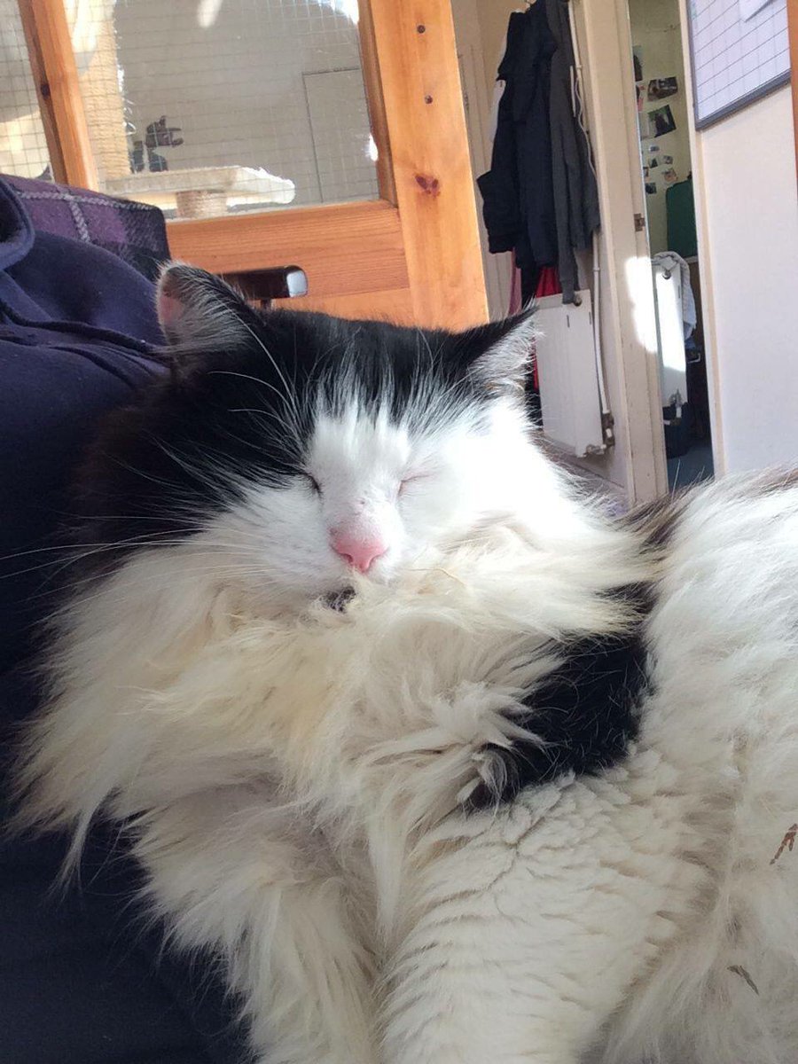 animalswilmslow's tweet image. Duncan arrived a year ago, he was frightened and aggressive. But look at him now.....#differentcat