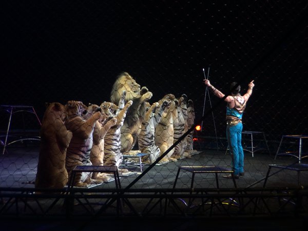 Big cats in the circus are often whipped &amp; beaten so they'll perform unnatural tricks with fear of pain &amp; punishment