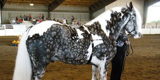 atchuuup's tweet photo. 9 #Horses Who Have The Most #Unusual and Gorgeous #Colors in the #World. #5 Is #Stunning.
https://t.co/ogW6gFHCLf https://t.co/dT4y8yUzCn
