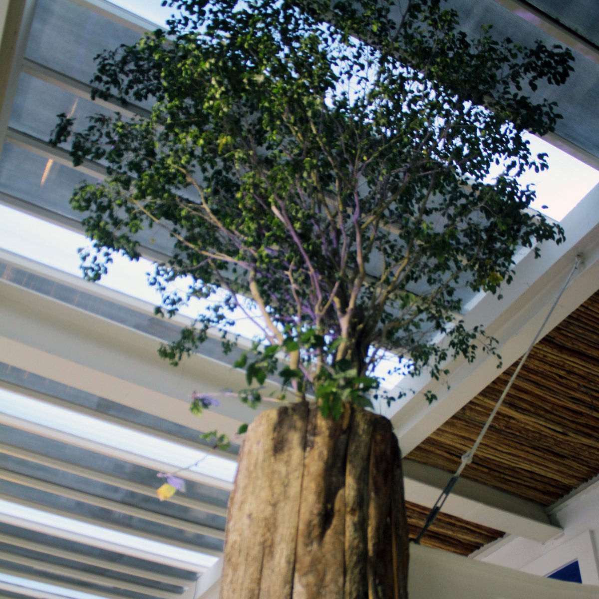 MercadoPDC's tweet photo. ¿Ya conoces nuestro árbol colgante?

#Mexico #PlayaDelCarmen #MercadoPaseoDelCarmen #FoodHall
#Food #FoodHall https://t.co/bHlL44dy0a