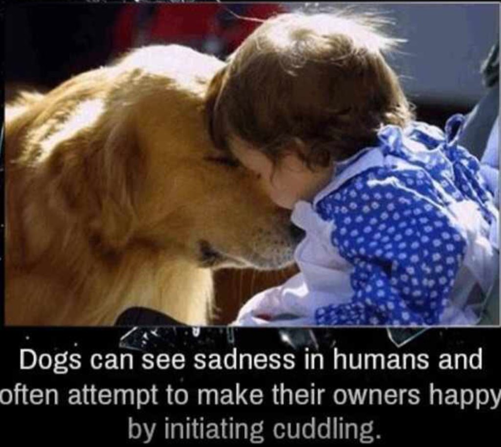 djdeong's tweet photo. Picture with a story, for Dog lovers 🐩 https://t.co/SrwePTQDkz