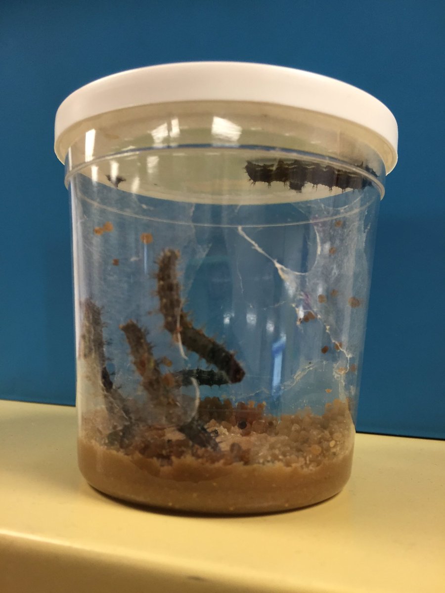 MrsMilici's tweet photo. Our caterpillars are growing! How many more days until they turn into a chrysalis? #inaeagles https://t.co/Y55F52j1LB